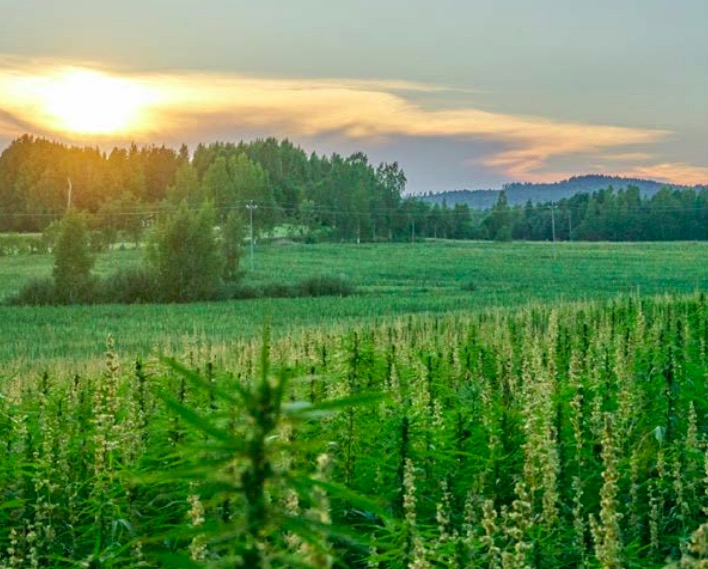 Policy Brief: CBD ja hampunviljely