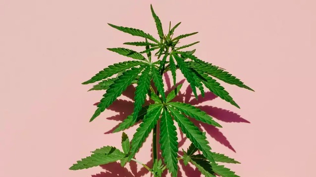 Article: Tommi Grows 20 Hectares of Hemp at His Home Farm, and It's Completely Legal - We Asked an Expert, Is the Health Enthusiasm Around Cannabis Just a Whitewashing of the Drug Plant?"