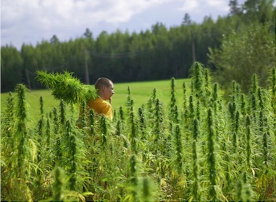 Article: Maaseudun Tulevaisuus - The Commercial Garden Association Wants Medical Cannabis in Greenhouses